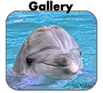 Gallery & Video Presentation